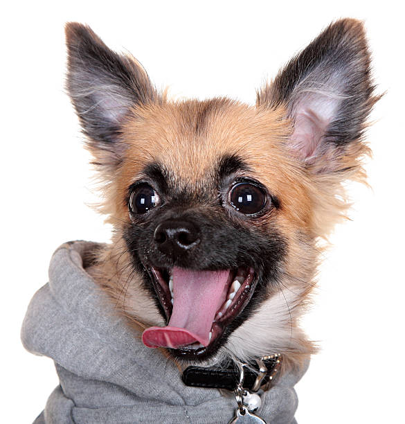 istock little dog isolated on white background 177196037
