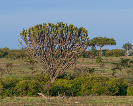 Candelabra Tree in the Masai Mara area of Kenya