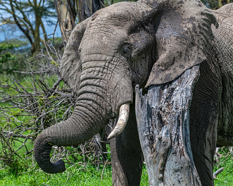 Male African Elephant in the Masai Mara are of Kenya.