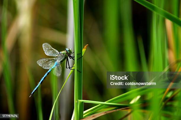 Libélula Azul - Fotografias de stock e mais imagens de Ao Ar Livre - Ao Ar Livre, Asa de animal, Azul