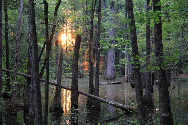 Sunset In The Swamp stock photo