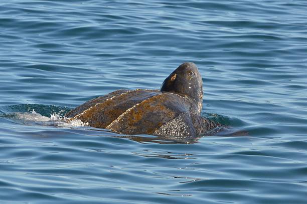 istock Leatherback turtle swimming in the Atlantic Ocean 177198862