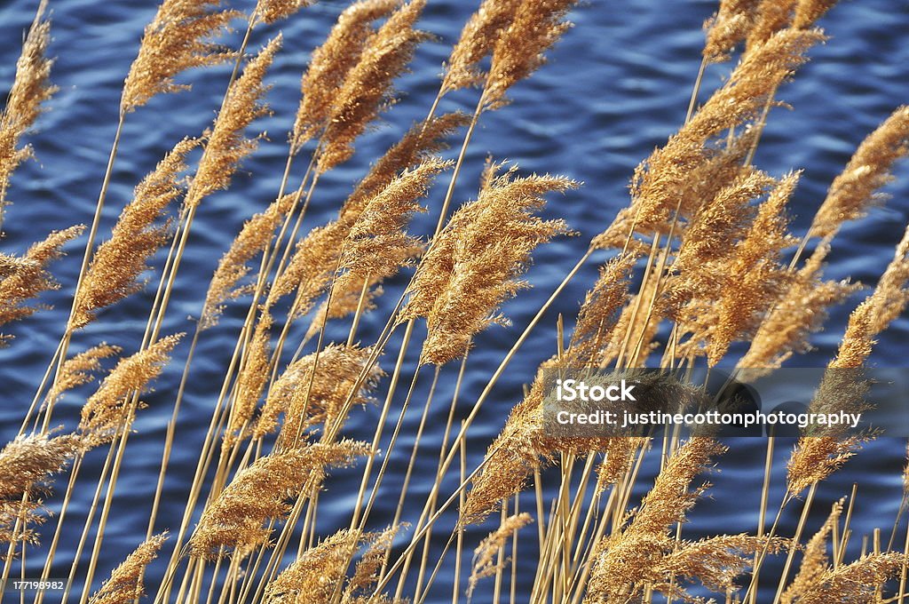 Warbler reed plant Horizontal Stock Photo