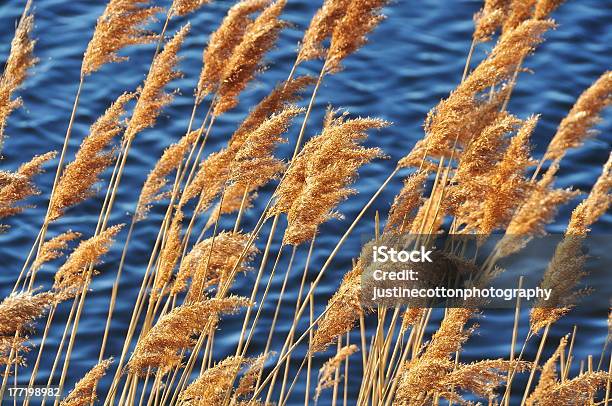 Warbler Reed Plant Stock Photo - Download Image Now - Horizontal, Lake, No People