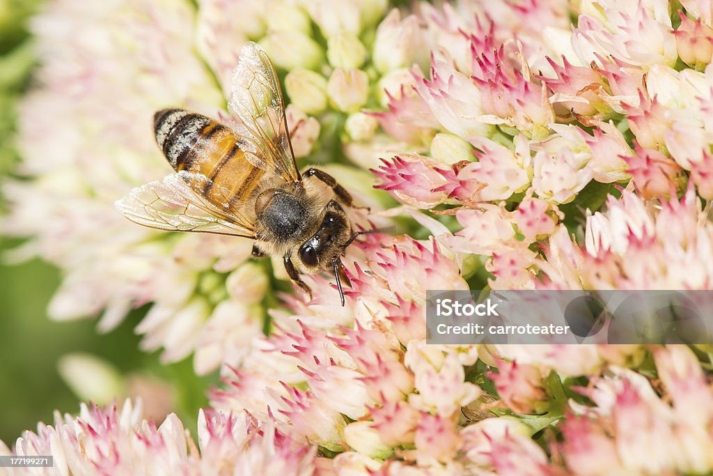 Abeja en Las Flores - Foto de stock de Abeja libre de derechos