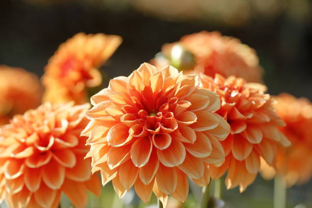 istock Dahlia in Nara 1771995261