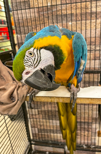 Blue-and-Gold Macaw  in open cage