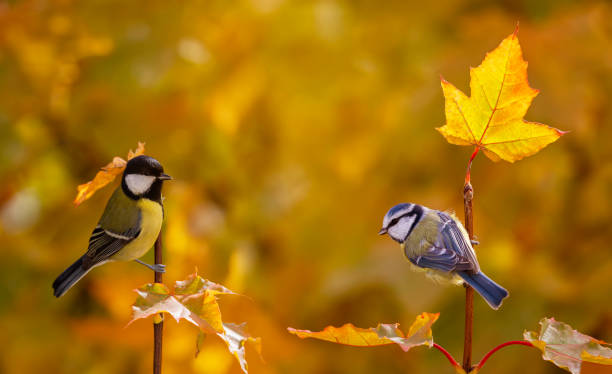 istock two bright tit birds sitting on branches with bright maple leaves in autumn sunny park 1771998908