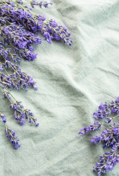 istock Fresh lavender flowers on a fabric background. 1771999957