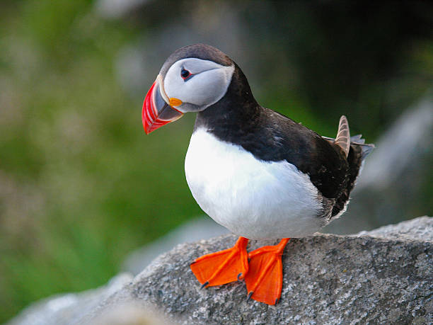 istock Atlantic or Common Puffin, Fratercula arctica 177200363