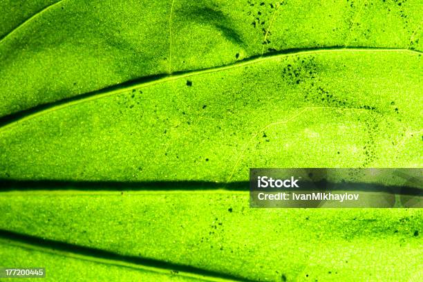 Blatttextur Stockfoto und mehr Bilder von Asymmetrisch - Asymmetrisch, Bildhintergrund, Blatt - Pflanzenbestandteile