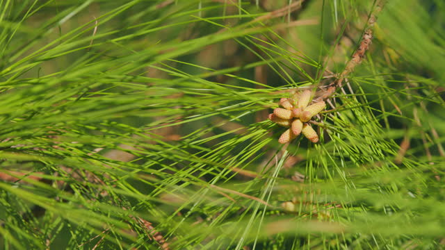 Growing Beautiful Pine Cones Among Pine Needles. Pine Conifer Tree In A Sunny Spring Garden. Close up.