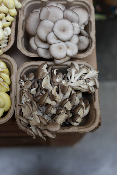 Tree Oyster Mushrooms in a basket stock photo