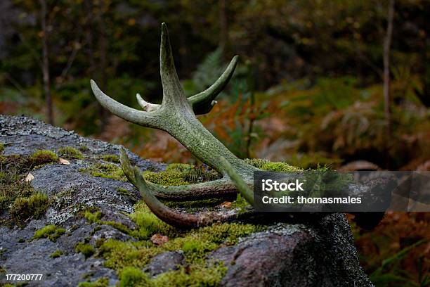 Photo libre de droit de A Labandon Antlers banque d'images et plus d'images libres de droit de Muer - Muer, Ramure, Élan