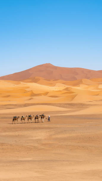 istock Unidentified Berber men leading a camel caravan 1772013890