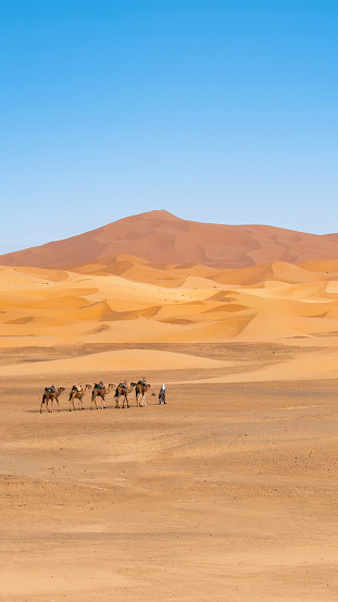 Unidentified Berber men leading a camel caravan across sand dunes in Sahara Desert, Morocco