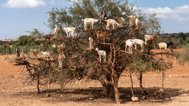 istock Goats on Argan trees in Morocco. Africa 1772013981