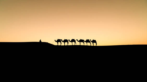 istock Silhouette of two unidentified Berber men leading a camel caravan 1772014487