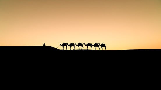 Silhouette of two unidentified Berber men leading a camel caravan across sand dunes during sunset in Sahara Desert, Morocco