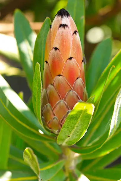The unopened flowerhead of a young Protea.  Pinky flower bracts with edge of thick, black hair on the which is very soft to touch.  Also known as Sugarbush or Featherbush.  Focus to tip