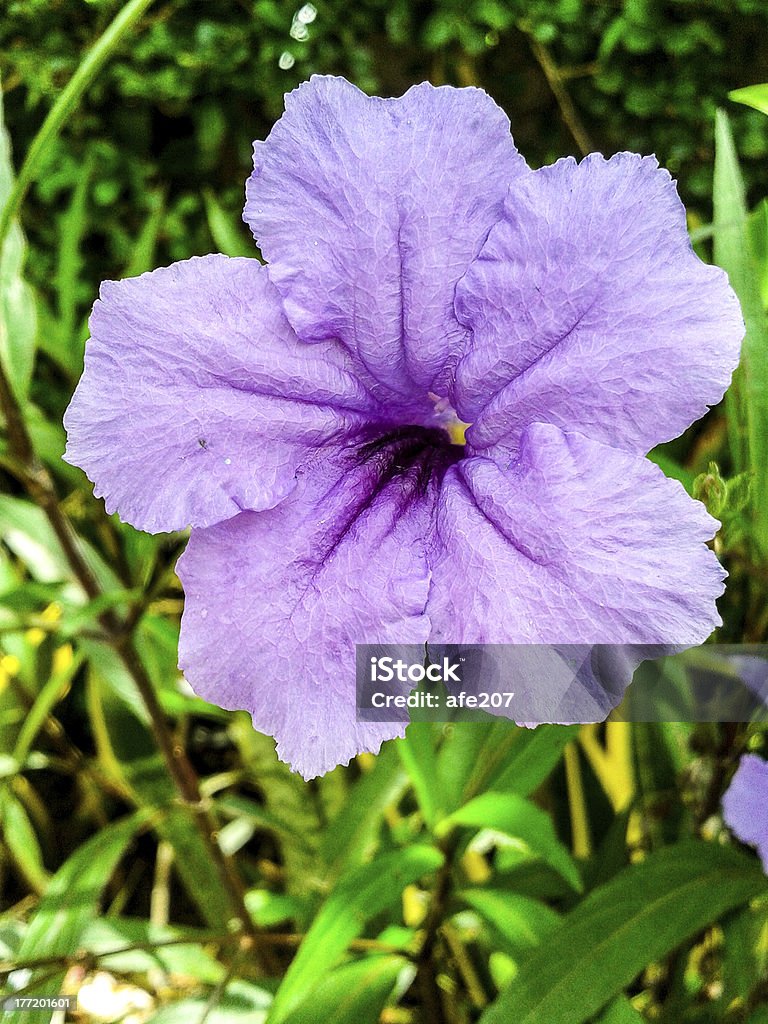 Flor roxa com folhas no fundo - Royalty-free Ao Ar Livre Foto de stock