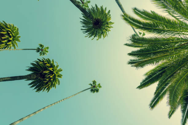 istock A perfect summer day and tall palms 1772024994