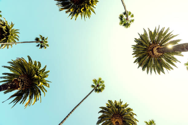 istock A perfect summer day and tall palms 1772025001
