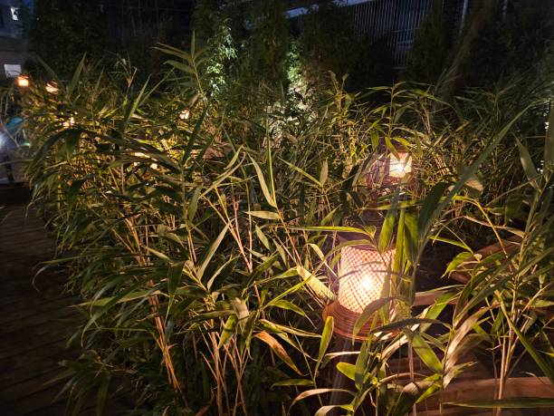 istock grasses and lights at night 1772027588