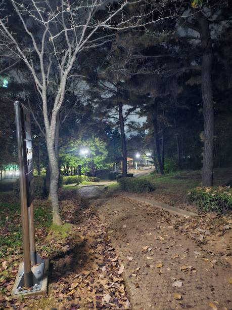 istock many trees in the park at night 1772027608