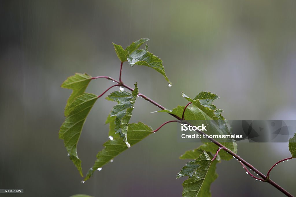 Bile Ramoscello sotto la pioggia - Foto stock royalty-free di Acqua