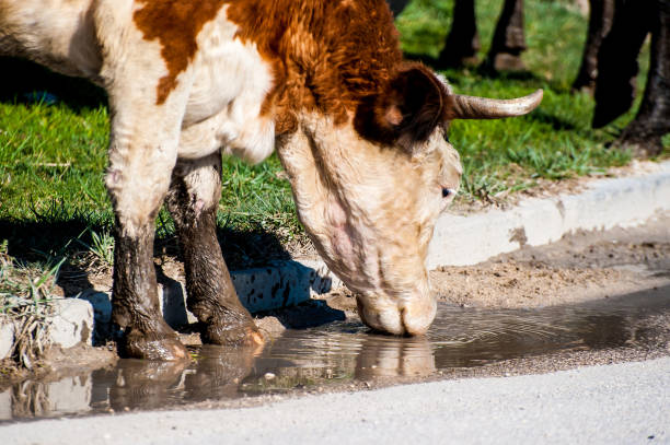 istock Cow on pasture, close-up 1772034001