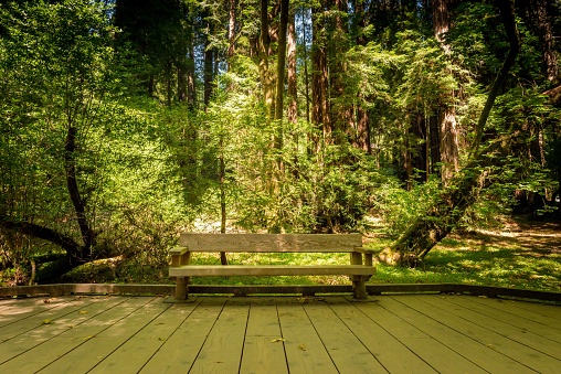 A rest stop at the Muir Woods National Monument surrounded by an array of lush trees.