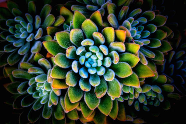 istock Surreal cyan and green flowers 1772035572