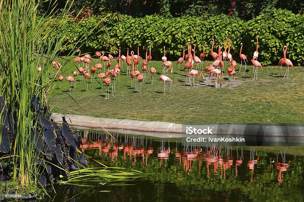 Flamingo - Lizenzfrei Amerikanische Kontinente und Regionen Stock-Foto