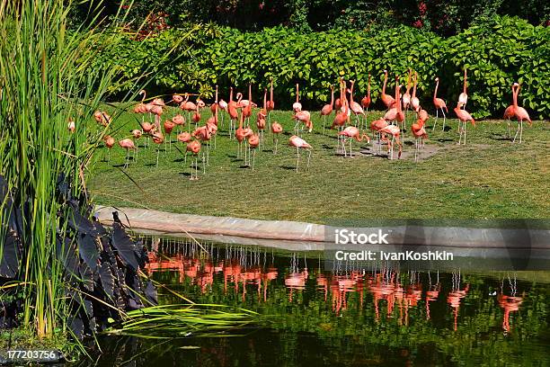 Flamingo 0명에 대한 스톡 사진 및 기타 이미지 - 0명, 공원, 군집 동물