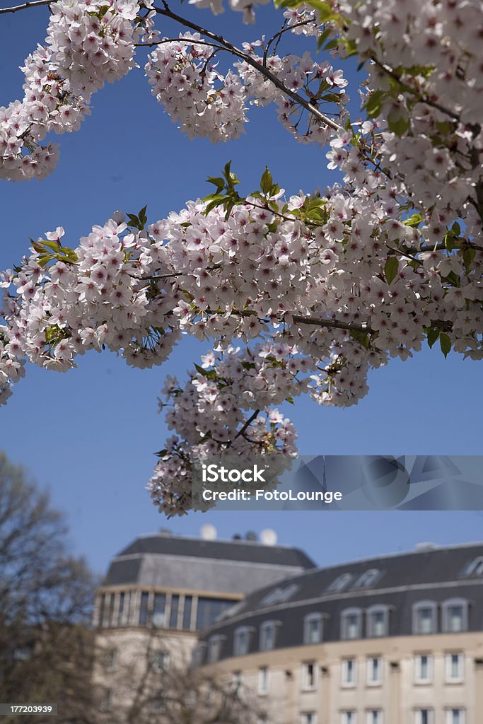 Primavera en Belgien - Foto de stock de Aguilón libre de derechos