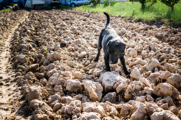 Black Labrador dog on plowed field sniffing