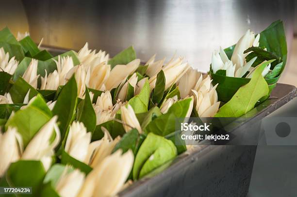 ホワイトのマグノリア - 一輪の花のストックフォトや画像を多数ご用意 - 一輪の花, 人物なし, 写真