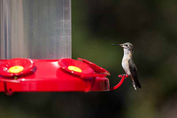istock Hummingbird at Red Bird Feeder 177204289