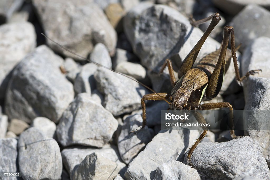 big Heuschrecke - Lizenzfrei Biologie Stock-Foto