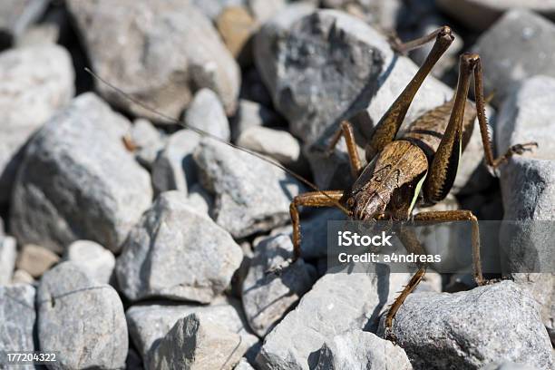 Big Кузнечик — стоковые фотографии и другие картинки Acrididae - Acrididae, Безпозвоночное, Биология
