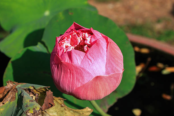 istock pink Lotus flower beautiful 177204463