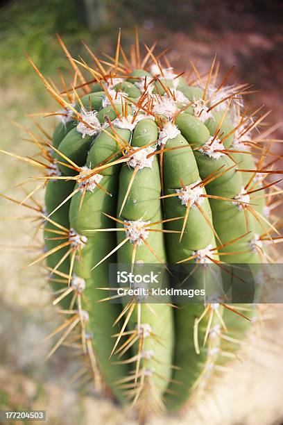 Photo libre de droit de Cactus banque d'images et plus d'images libres de droit de Aiguille - Partie d'une plante - Aiguille - Partie d'une plante, Sable, Cactus