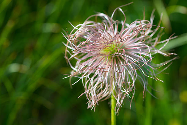 istock Hairy centaurea flower with green background 177204834