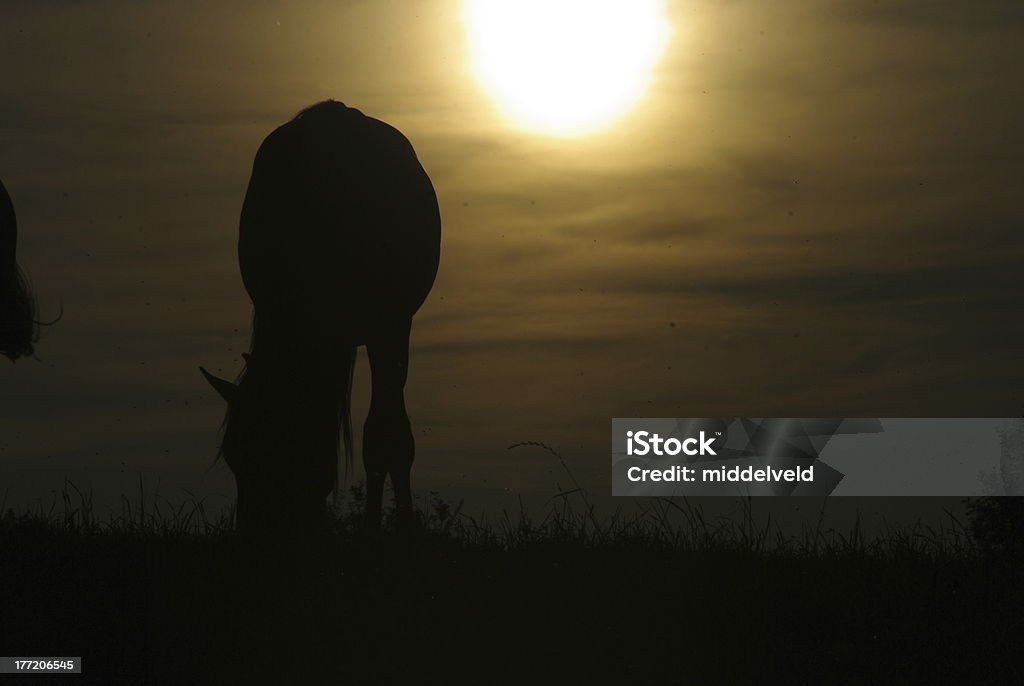 Puesta de sol con silueta - Foto de stock de Abstracto libre de derechos