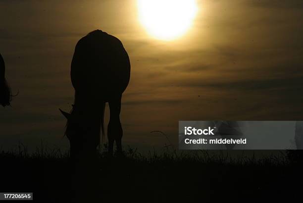 Puesta De Sol Con Silueta Foto de stock y más banco de imágenes de Abstracto - Abstracto, Aire libre, Caballo - Familia del caballo