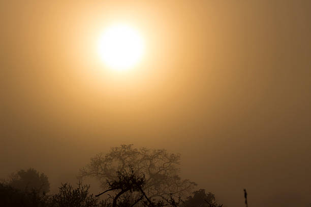 mattina nebbiosa alba - kruger national park sunrise south africa africa foto e immagini stock