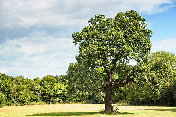 oak tree - english oak fotografías e imágenes de stock