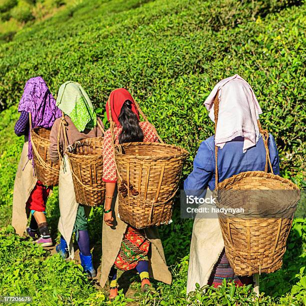 Indian Musikerteeplantage In Der Darjeeling Indien Stockfoto und mehr Bilder von Darjeeling