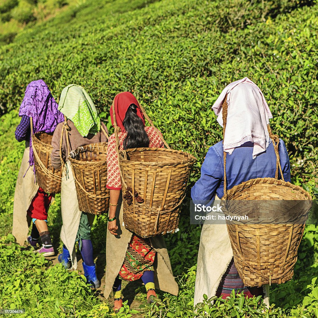 Indian pickers przejście Herbata plantation w Darjeeling, Indie - Zbiór zdjęć royalty-free (Dardżyling)